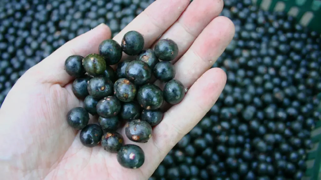 森の宝石、スーパーフード「アサイー」