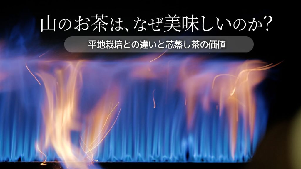 山のお茶はなぜ美味しいのか？