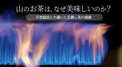 山のお茶はなぜ美味しいのか？