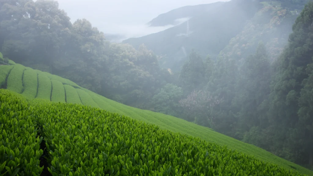 産地の環境がお茶の味を変えるわけ